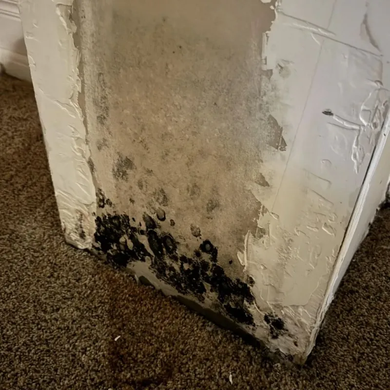 Professional Mold Removal in Lackawanna County, PA